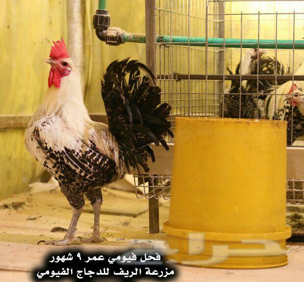 بيض الدجاج الفيومي المصري .