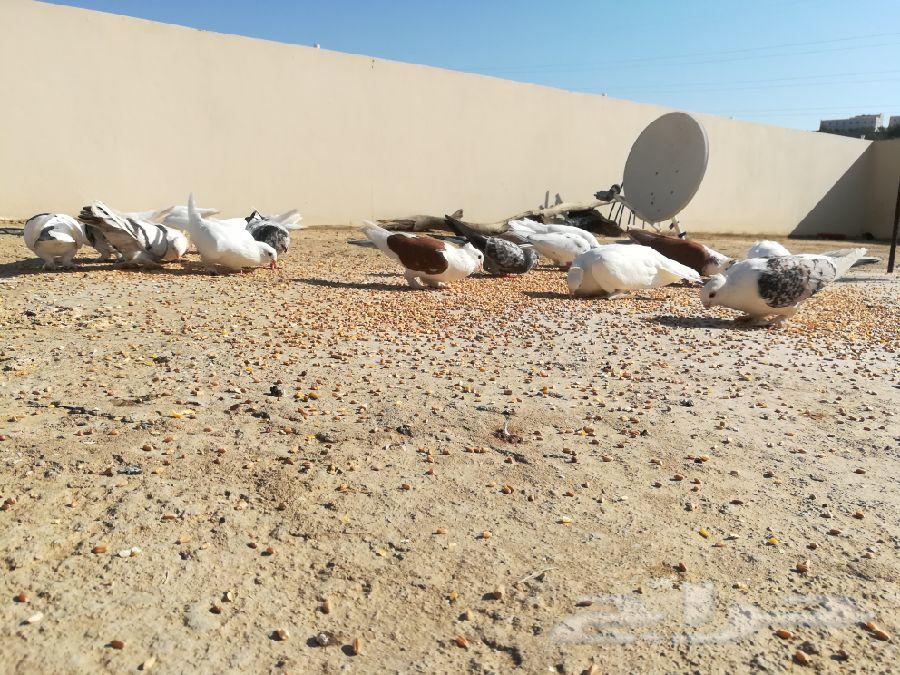 للبيع حمام مشكل