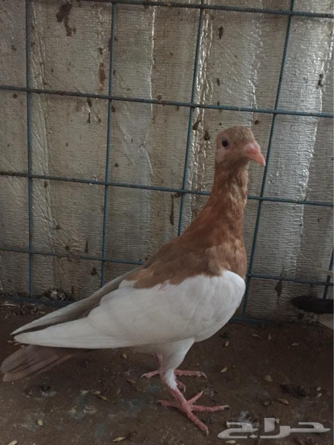 طبه دنش مسوبع ( تم البيع )