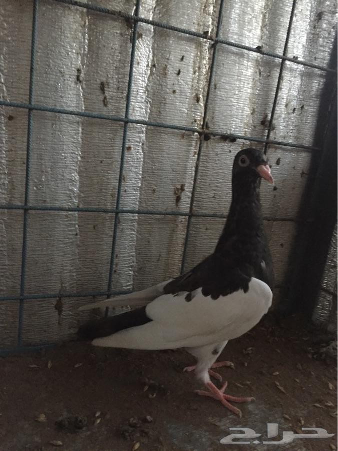 طبه دنش مسوبع ( تم البيع )