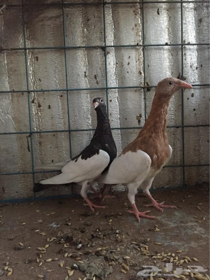 طبه دنش مسوبع ( تم البيع )