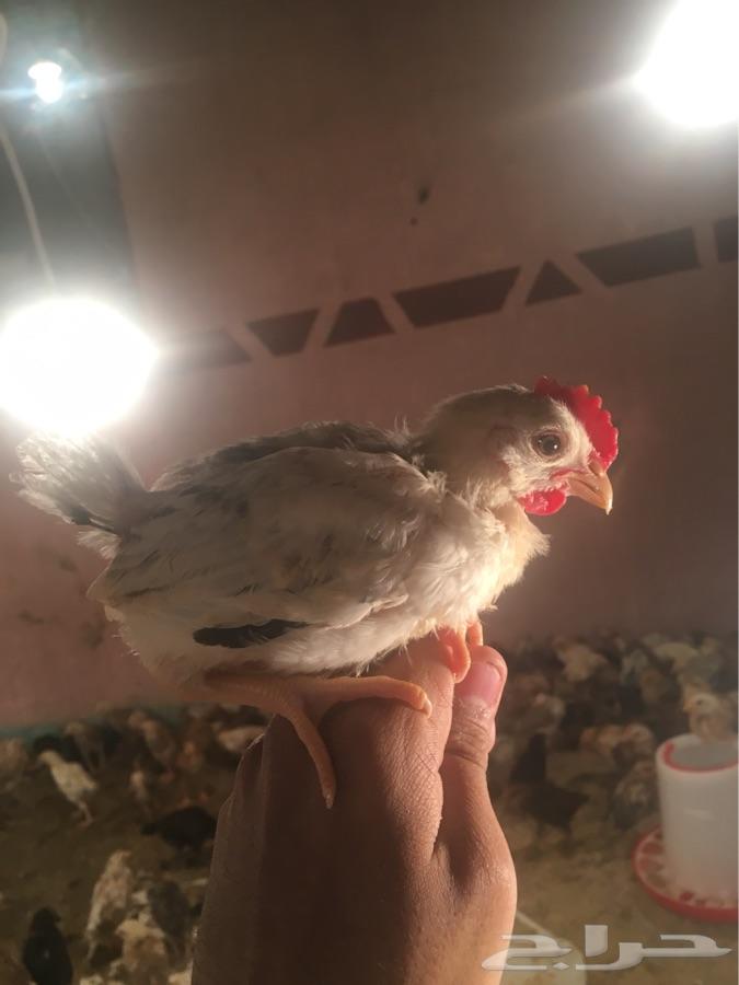 صوص فواتح الحجم جانبو