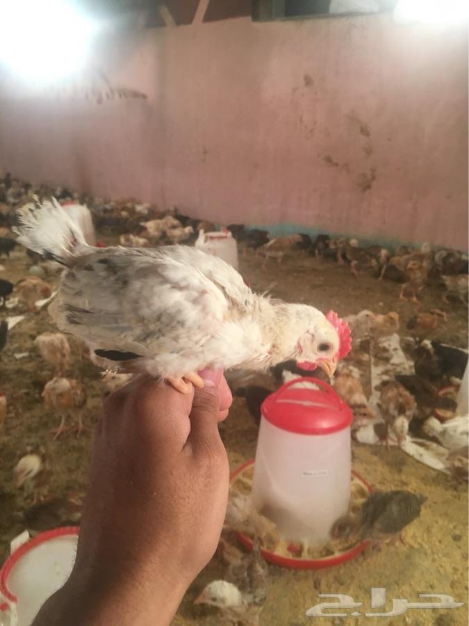 صوص فواتح الحجم جانبو