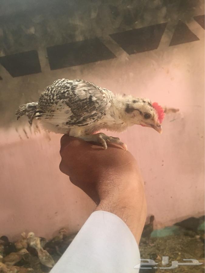 صوص فواتح الحجم جانبو