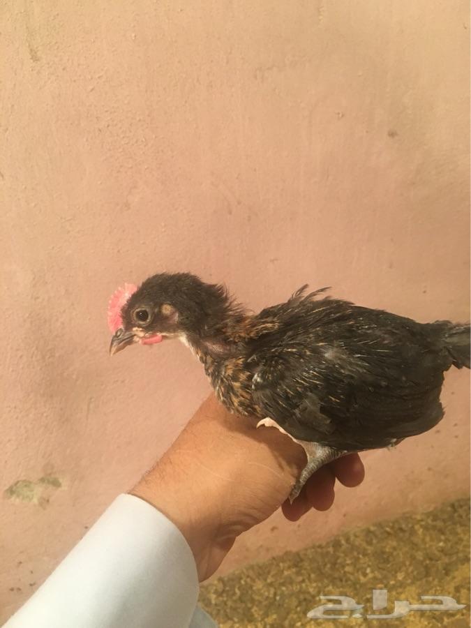 صوص فواتح الحجم جانبو