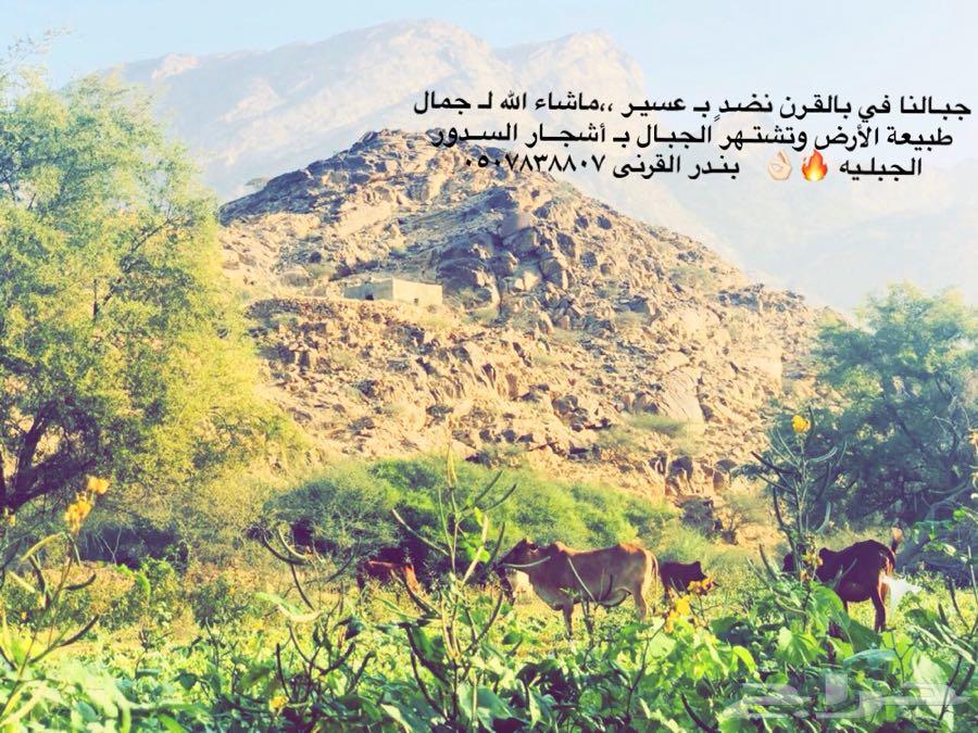 عسل السدر الجبلي وعسل السمره مضمون