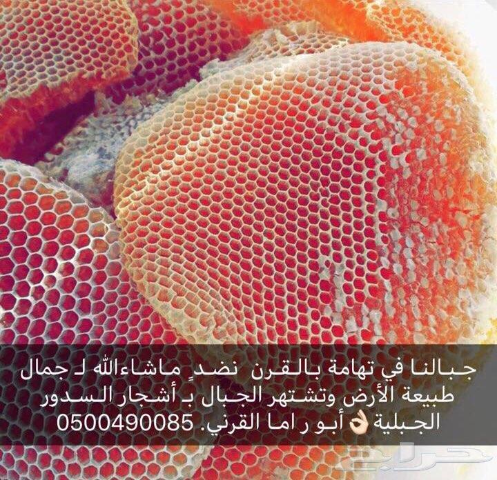 عسل سدر جبلي مضمون على الذمة والامانة