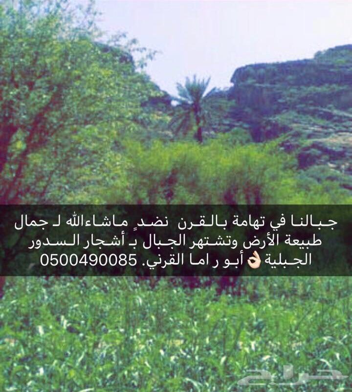 عسل سدر جبلي مضمون على الذمة والامانة