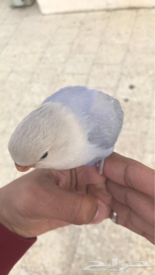 (تم البيع)فرخين روز هدد وغر