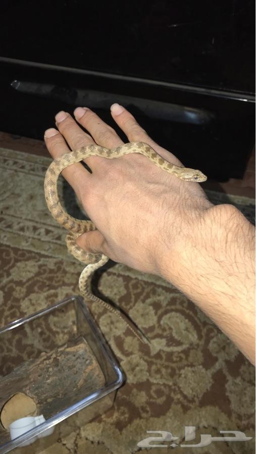 ثعبان النوع زاروق