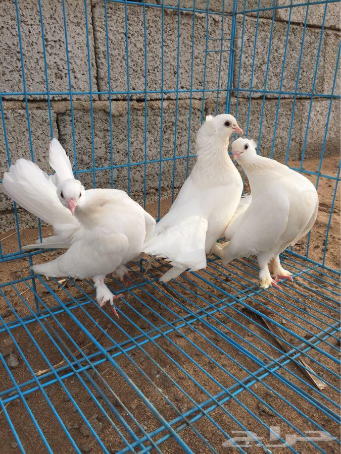 3 اجواز كرنقو مع انتاجها ( تم البيع )