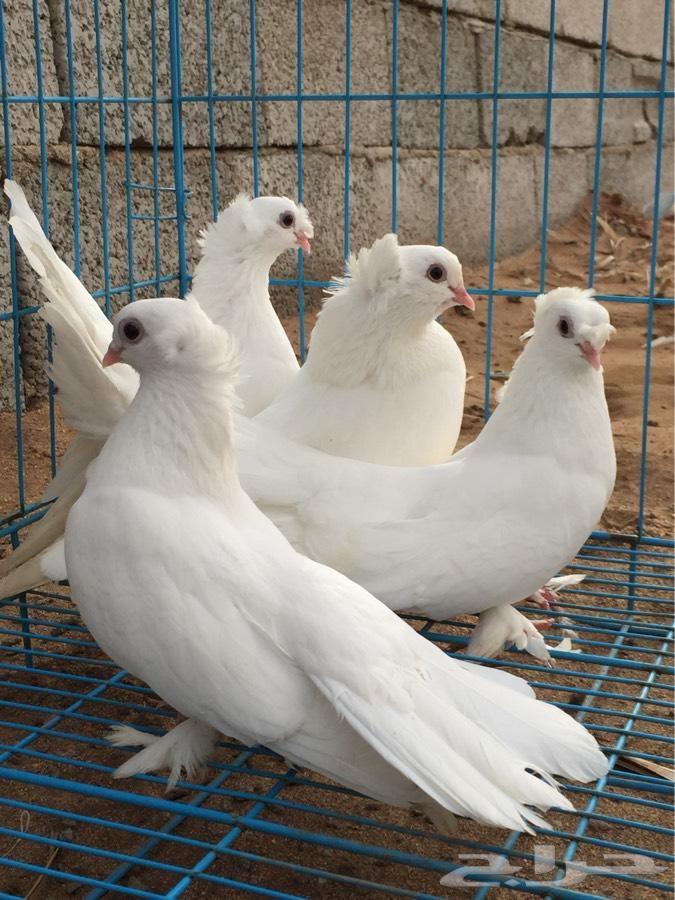 3 اجواز كرنقو مع انتاجها ( تم البيع )