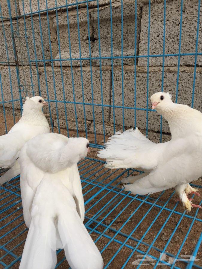 3 اجواز كرنقو مع انتاجها ( تم البيع )