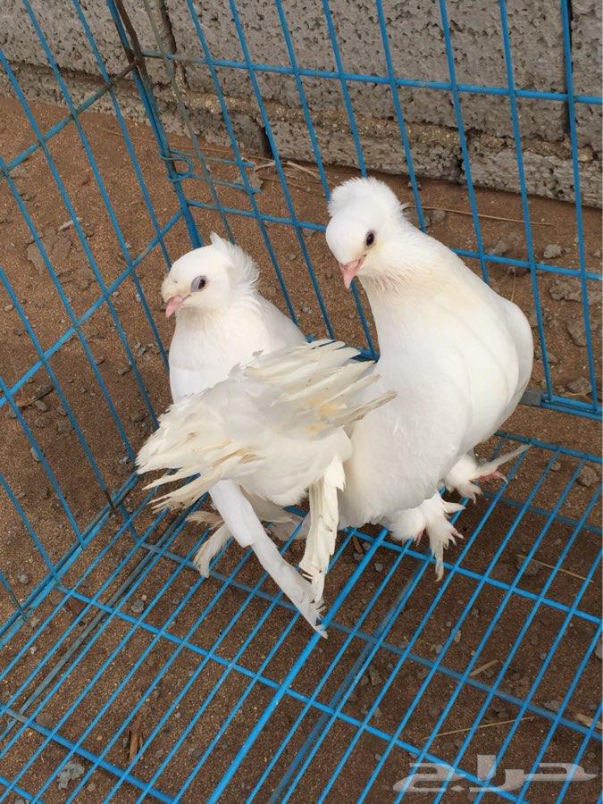 3 اجواز كرنقو مع انتاجها ( تم البيع )