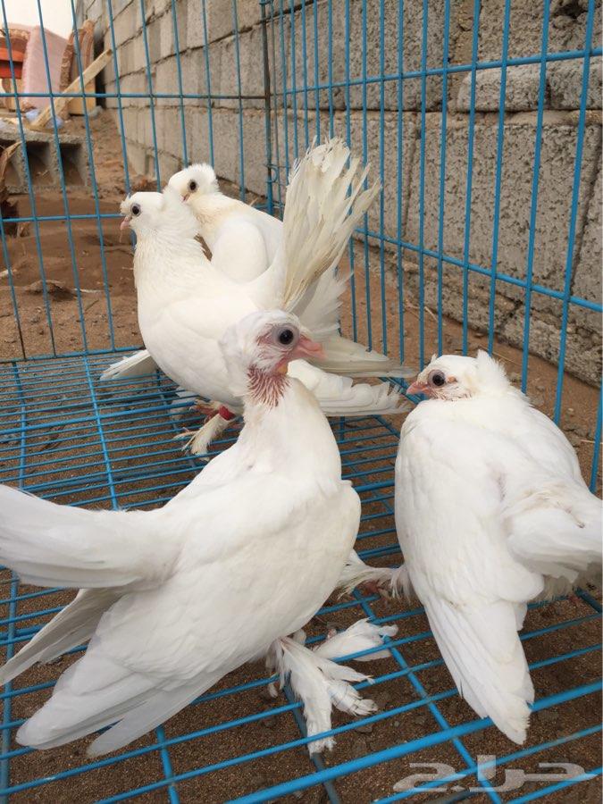 3 اجواز كرنقو مع انتاجها ( تم البيع )