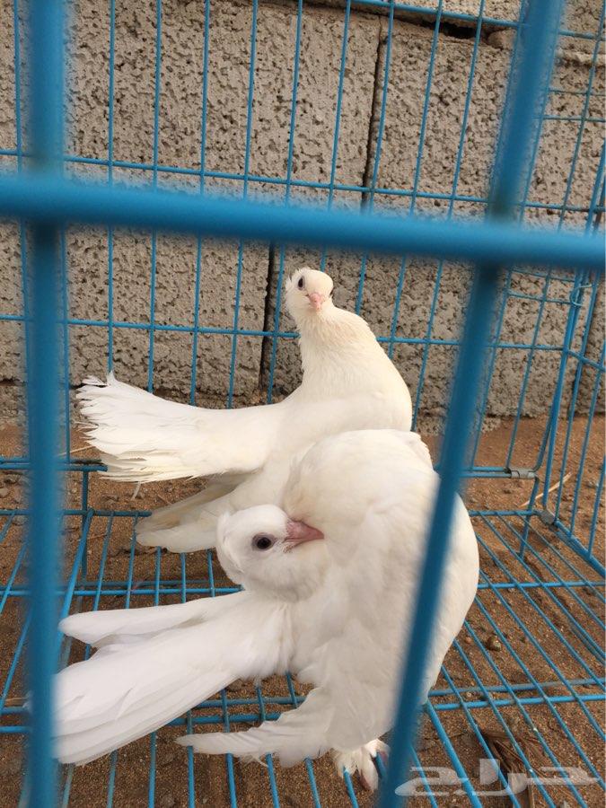 3 اجواز كرنقو مع انتاجها ( تم البيع )
