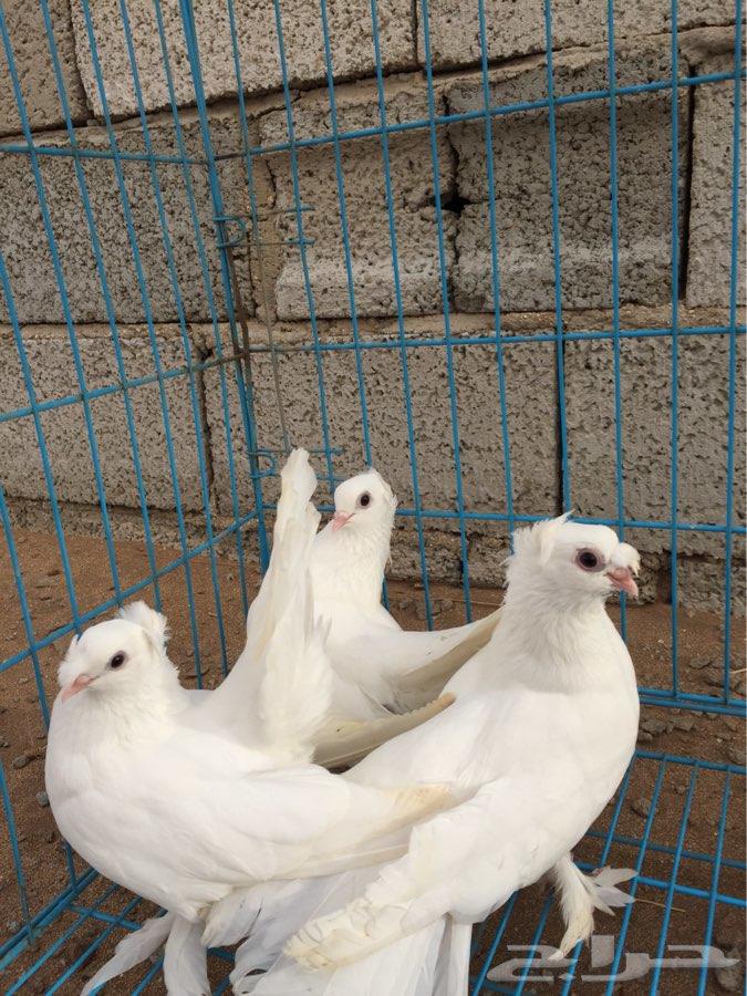 3 اجواز كرنقو مع انتاجها ( تم البيع )