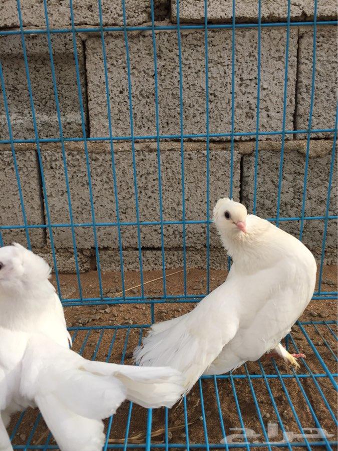 3 اجواز كرنقو مع انتاجها ( تم البيع )