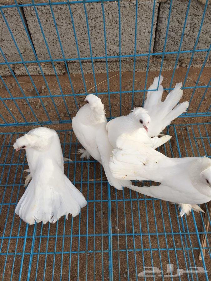 3 اجواز كرنقو مع انتاجها ( تم البيع )