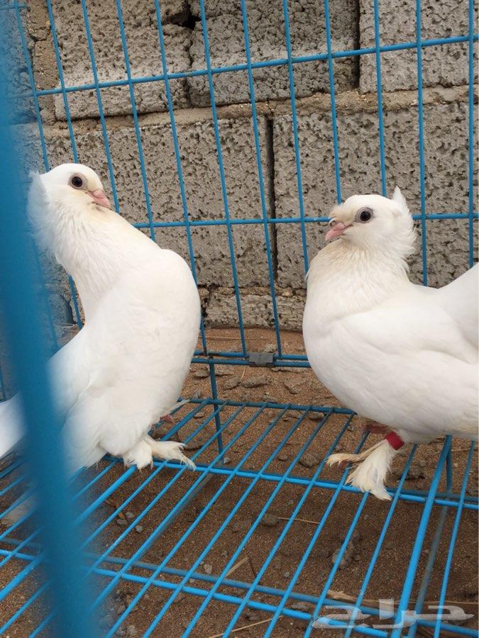 3 اجواز كرنقو مع انتاجها ( تم البيع )