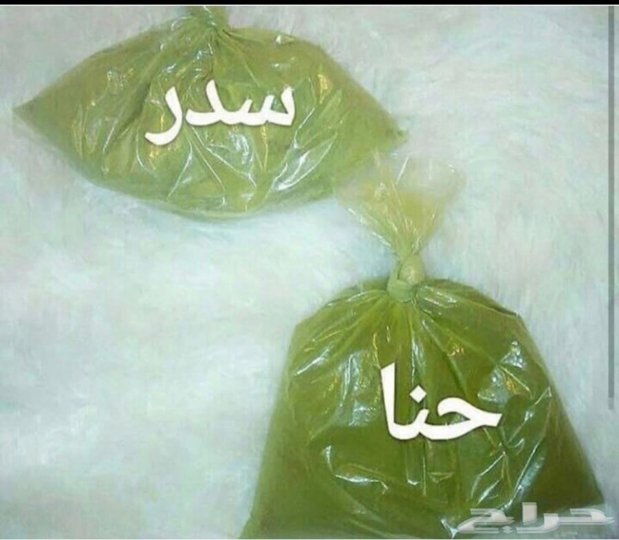 سدر وحنا ينبع النخل