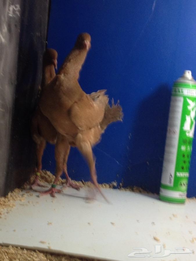 مالتيز اصفر خارجي فاخر