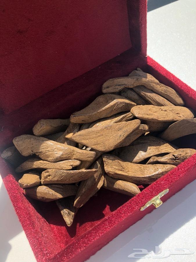 عود مروكي محسن اندونيسي