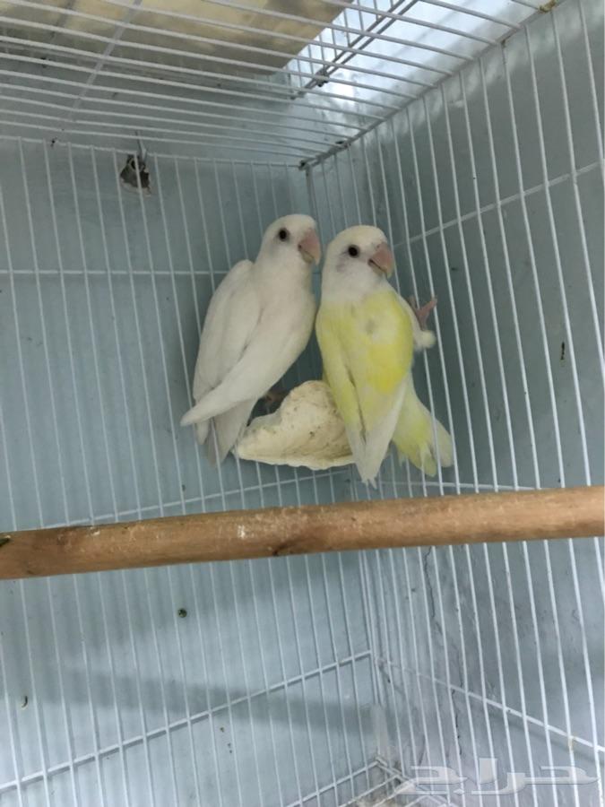 اجوز روز