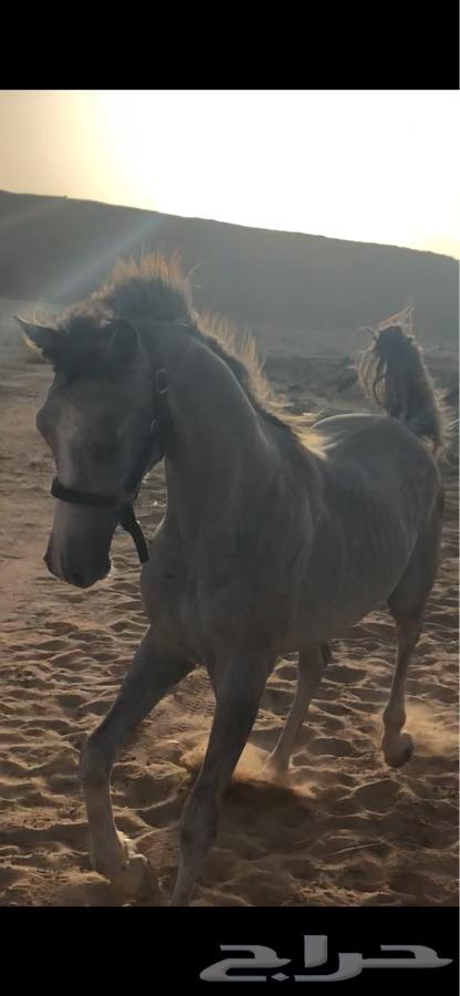 ( مستقبل فحل مربط )