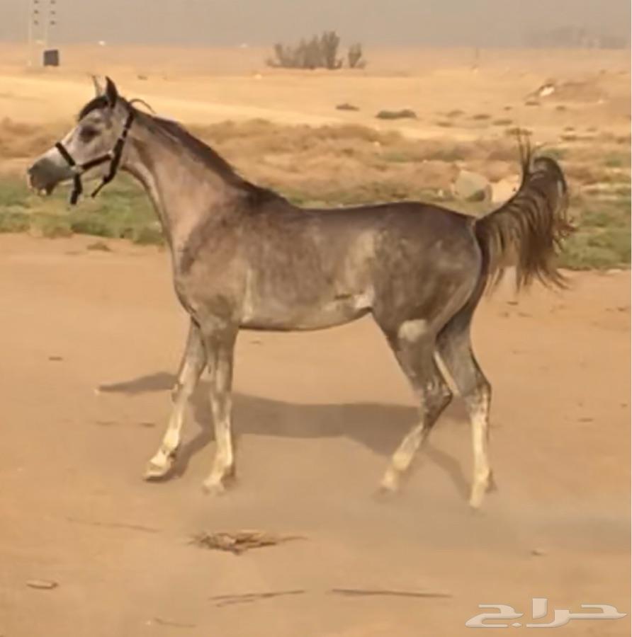 ( مستقبل فحل مربط )