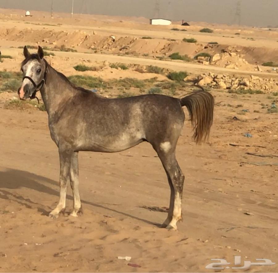 ( مستقبل فحل مربط )