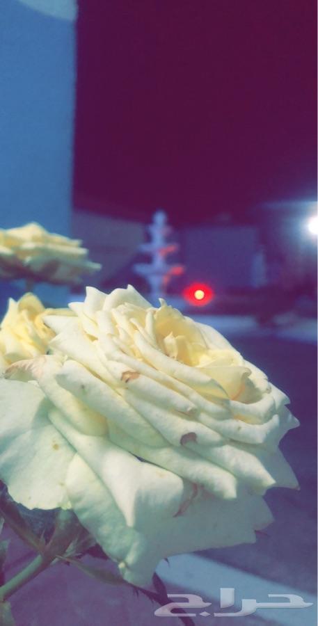 منتجع أروع مساء