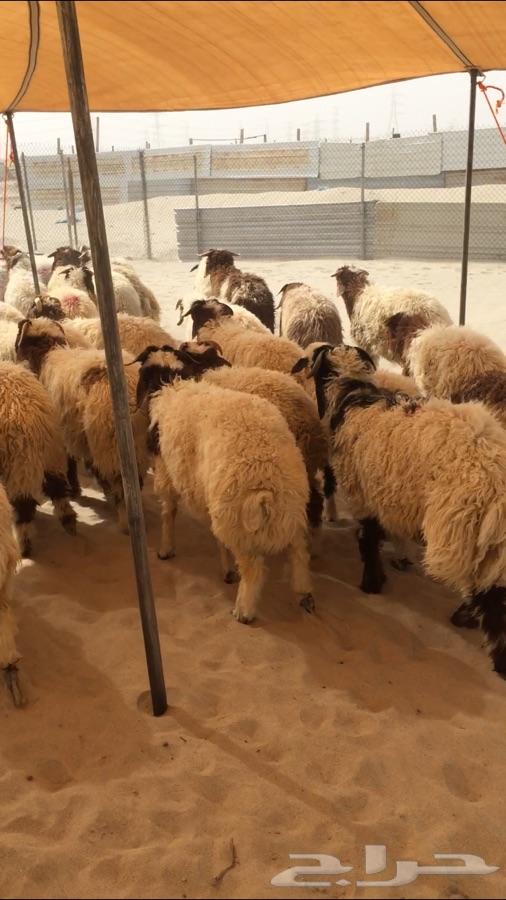 ذبايح نعيم جذعان و هرافي