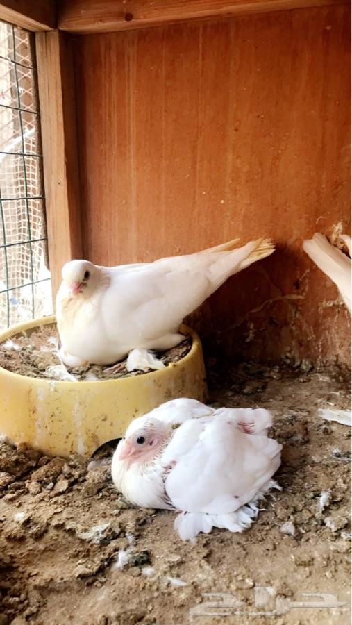ثلاث أزواج صفاقي