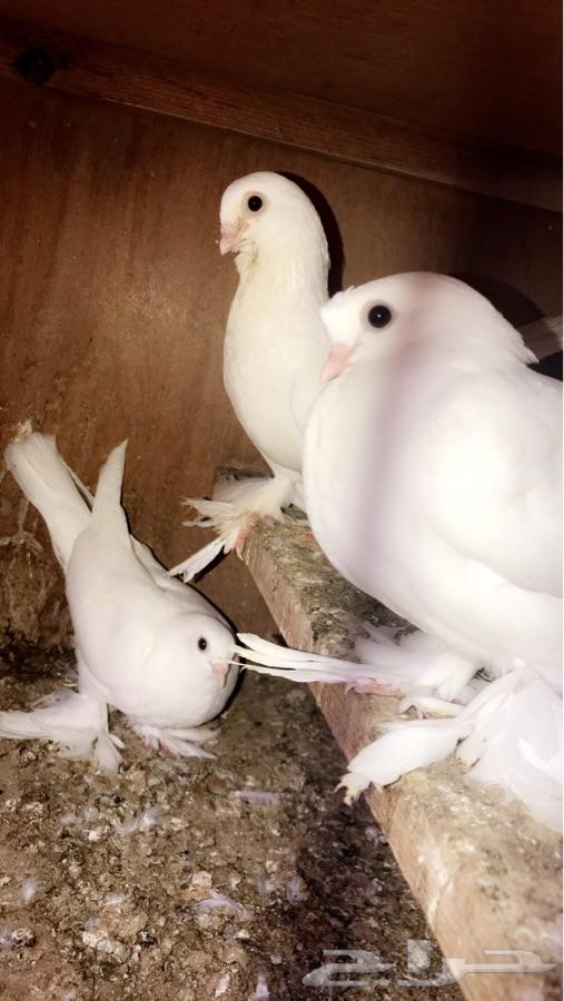 ثلاث أزواج صفاقي