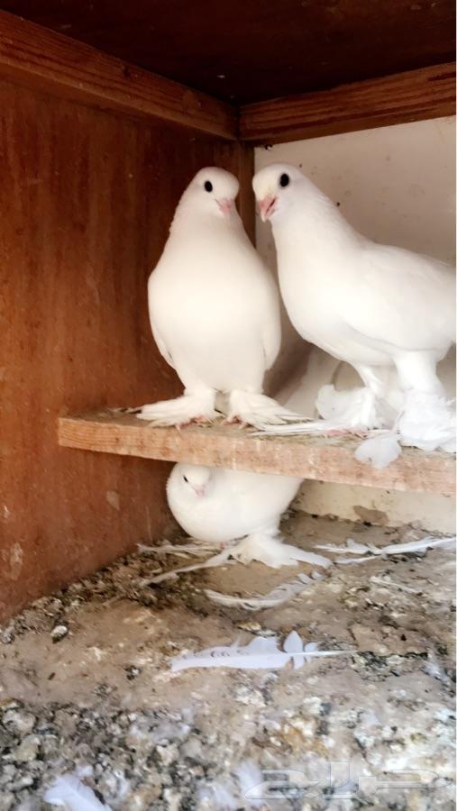 ثلاث أزواج صفاقي