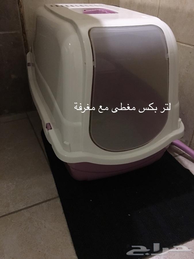 قطتين كتنز مون فيس شيرازي