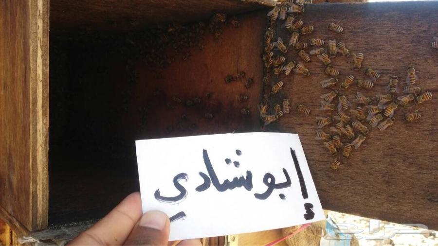 عسل سمره وعسل للمتزوجين بأقل الاسعار شوف