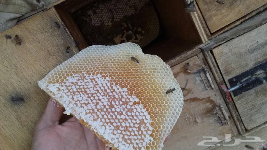 عسل سمره وعسل للمتزوجين بأقل الاسعار شوف