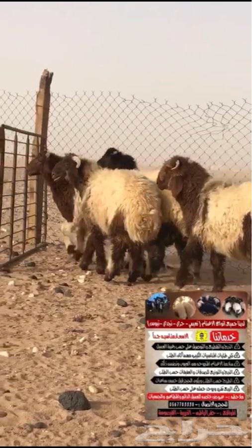 ذبيحتك لباب بيتك ( راجع التقييم )