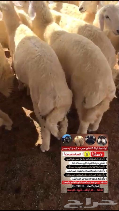ذبيحتك لباب بيتك ( راجع التقييم )