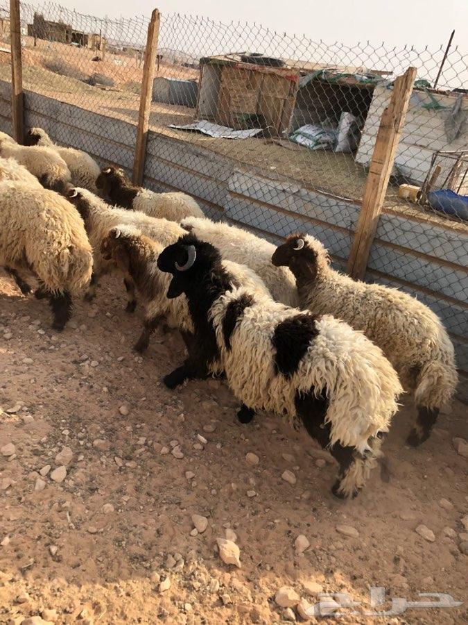ذبائح نعيم طيبة