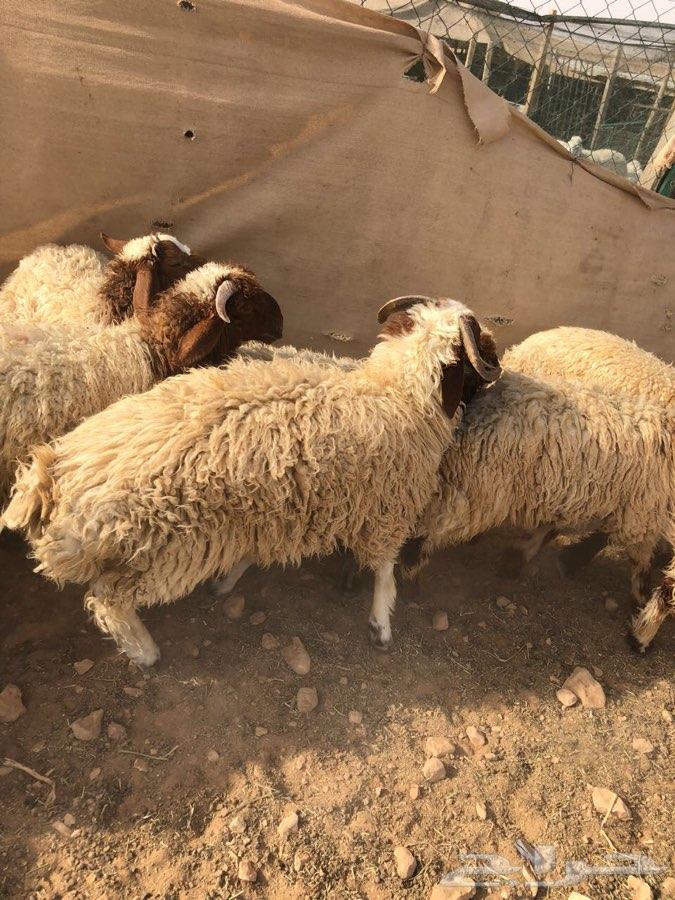 ذبائح نعيم طيبة