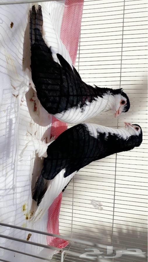 مجموعة شيرازيات