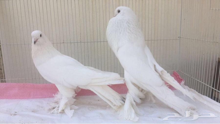نفاخ ابيض