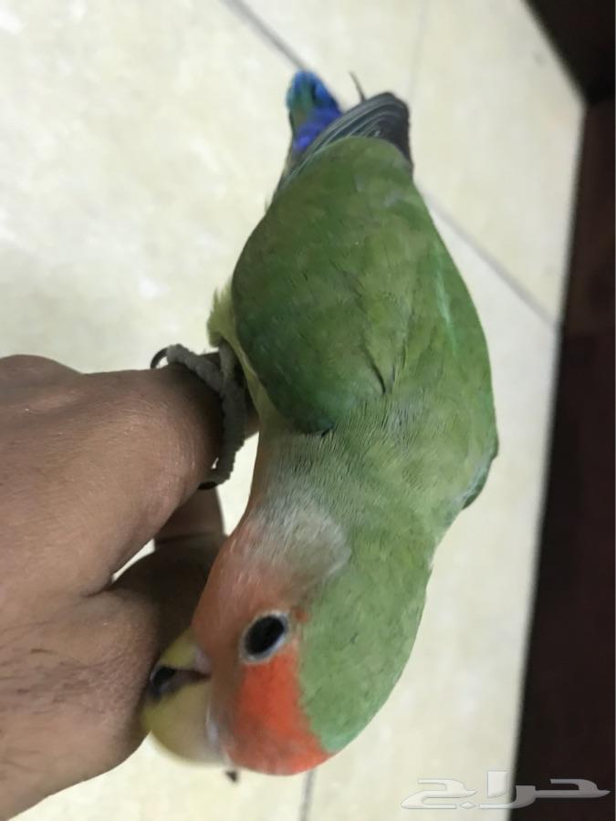 روز متكلم للبيع