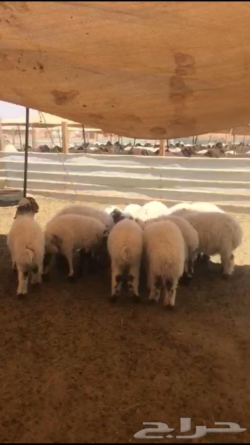 بهم نعيم تربية للبيع