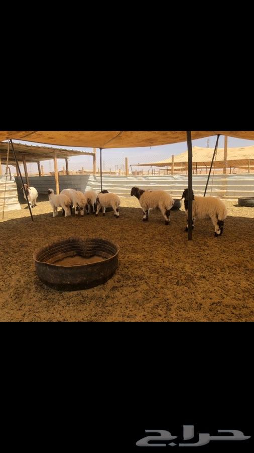 بهم نعيم تربية للبيع