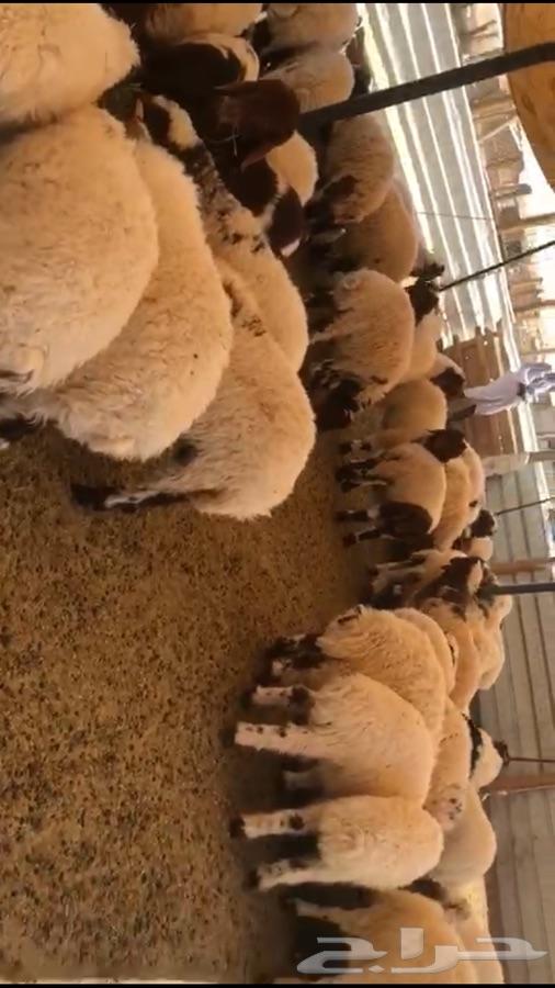 بهم نعيم تربية للبيع