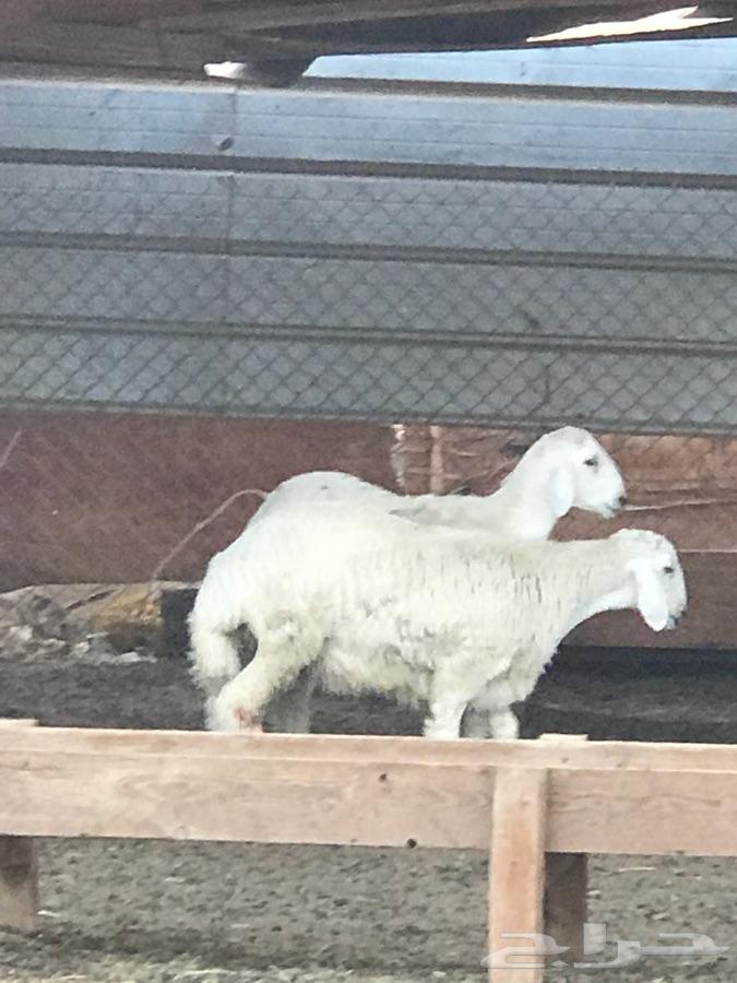 طليان حريه ذبايح شحم تم البيع